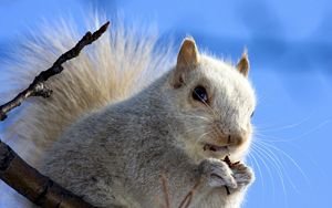 Preview wallpaper squirrel, face, sky, background