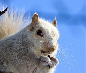 Preview wallpaper squirrel, face, sky, background