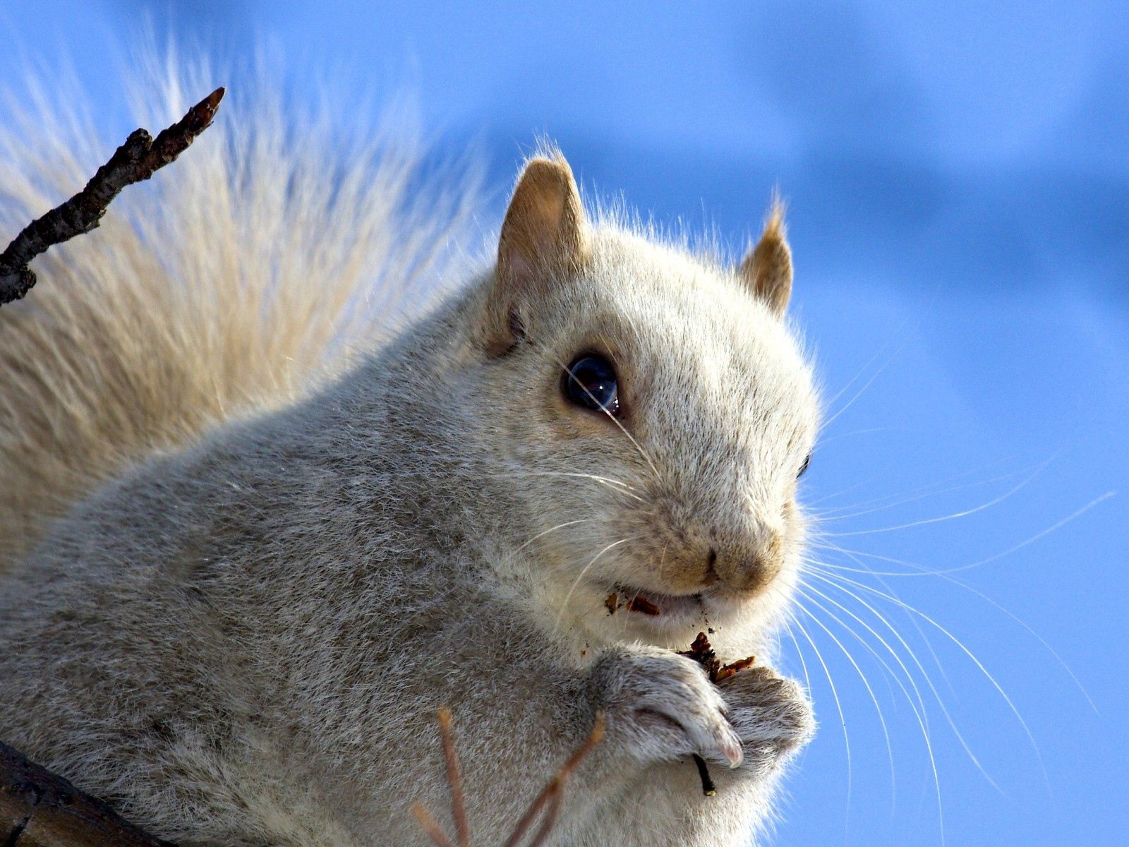 Download Wallpaper 1600x1200 Squirrel, Face, Sky, Background Standard 4 