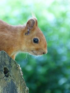 Preview wallpaper squirrel, face, tree, peep
