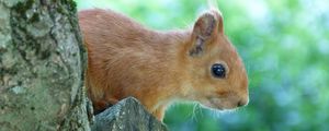 Preview wallpaper squirrel, face, tree, peep