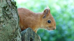 Preview wallpaper squirrel, face, tree, peep