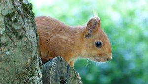 Preview wallpaper squirrel, face, tree, peep