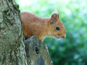 Preview wallpaper squirrel, face, tree, peep