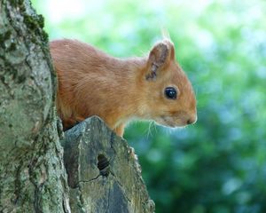 Preview wallpaper squirrel, face, tree, peep