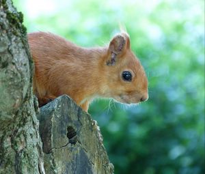 Preview wallpaper squirrel, face, tree, peep