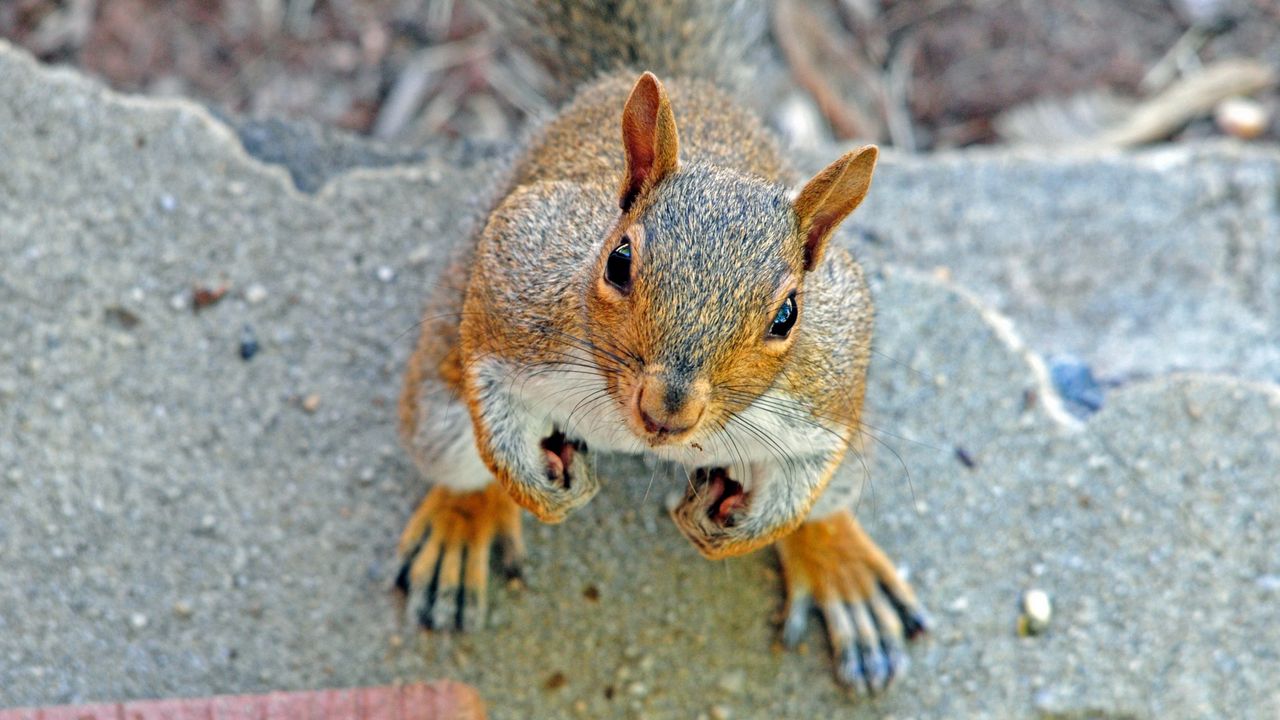 Wallpaper squirrel, face, waiting, cute