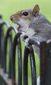 Preview wallpaper squirrel, fence, cry, animal, surprise