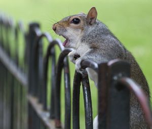 Preview wallpaper squirrel, fence, cry, animal, surprise