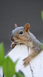 Preview wallpaper squirrel, fence, leaves, animal