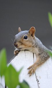 Preview wallpaper squirrel, fence, leaves, animal