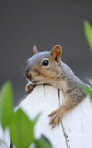 Preview wallpaper squirrel, fence, leaves, animal
