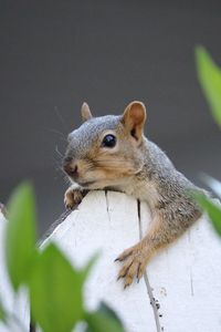 Preview wallpaper squirrel, fence, leaves, animal