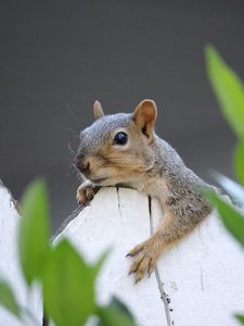 Preview wallpaper squirrel, fence, leaves, animal