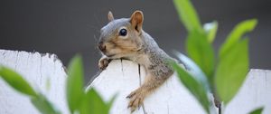 Preview wallpaper squirrel, fence, leaves, animal