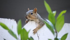 Preview wallpaper squirrel, fence, leaves, animal