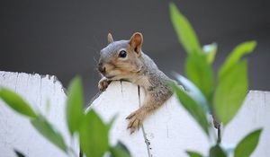 Preview wallpaper squirrel, fence, leaves, animal