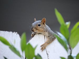 Preview wallpaper squirrel, fence, leaves, animal