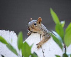 Preview wallpaper squirrel, fence, leaves, animal