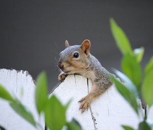 Preview wallpaper squirrel, fence, leaves, animal