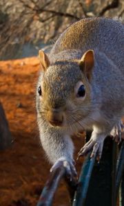 Preview wallpaper squirrel, fence, sit