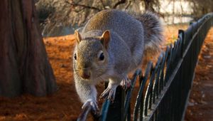 Preview wallpaper squirrel, fence, sit