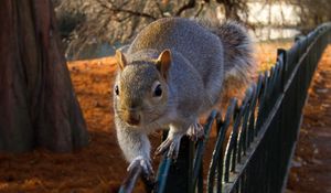 Preview wallpaper squirrel, fence, sit