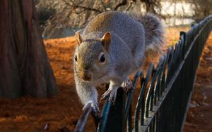Preview wallpaper squirrel, fence, sit