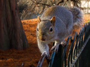 Preview wallpaper squirrel, fence, sit