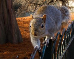 Preview wallpaper squirrel, fence, sit