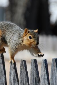 Preview wallpaper squirrel, fence, walk, tail, gait