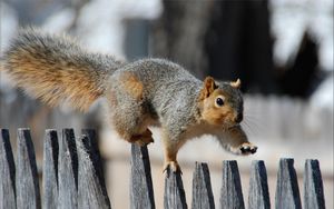 Preview wallpaper squirrel, fence, walk, tail, gait