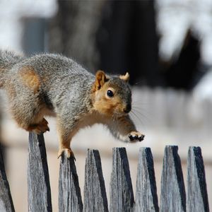 Preview wallpaper squirrel, fence, walk, tail, gait