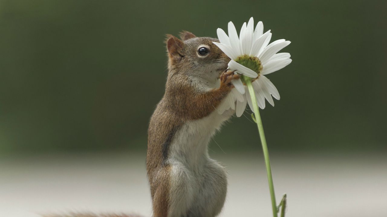Wallpaper squirrel, flower, funny, sniffing