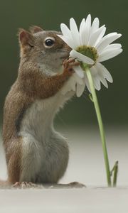 Preview wallpaper squirrel, flower, funny, sniffing