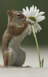 Preview wallpaper squirrel, flower, funny, sniffing