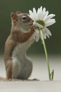 Preview wallpaper squirrel, flower, funny, sniffing