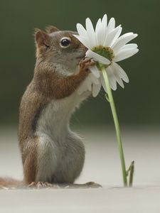 Preview wallpaper squirrel, flower, funny, sniffing