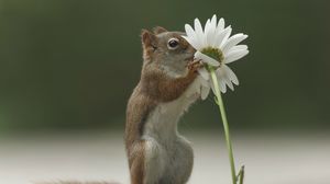 Preview wallpaper squirrel, flower, funny, sniffing