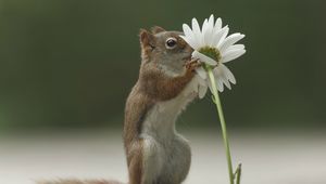 Preview wallpaper squirrel, flower, funny, sniffing