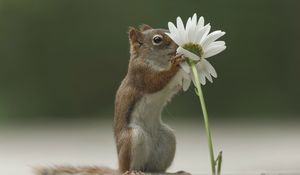 Preview wallpaper squirrel, flower, funny, sniffing