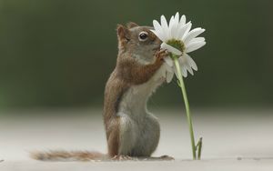 Preview wallpaper squirrel, flower, funny, sniffing