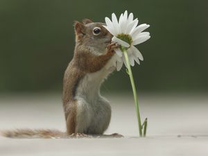 Preview wallpaper squirrel, flower, funny, sniffing