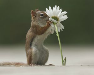 Preview wallpaper squirrel, flower, funny, sniffing