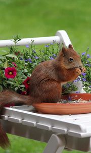 Preview wallpaper squirrel, flowers, food