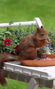 Preview wallpaper squirrel, flowers, food