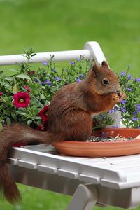 Preview wallpaper squirrel, flowers, food