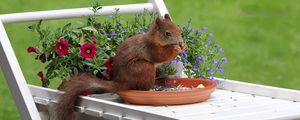 Preview wallpaper squirrel, flowers, food