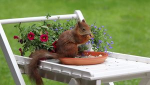 Preview wallpaper squirrel, flowers, food