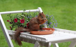 Preview wallpaper squirrel, flowers, food